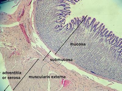 多能幹細胞培育出胃組織(多能幹細胞,培育,器官)